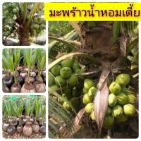 ราคา ต้นพันธุ์มะพร้าวน้ำหอมเตี้ย สูง 30 ซม.โตไว ต้นแข็งแรง พร้อมปลูก (7848289514)
