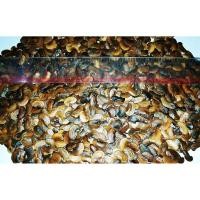 ราคา ขายส่ง 100 เมล็ด เมล็ดพะยูงเวียดนาม Dalbergin tonkinensis ราชาแห่งไม้เนื้อแข็ง ไม้เศรษฐกิจอนาคตทรงคุณค่า (1963877884)