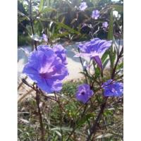 ราคา ต้อยติ่งฝรั่งดอกสีม่วงต้นเพาะชำชุด1 ต้น (25444618287)