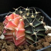 ราคา กระบองเพชร/แคคตัส/Cactus ยิมโนด่าง (11604373054)