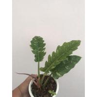 ราคา ฟิโลเดนดรอนใบเลื่อยด่าง (Philodendron ring of fire var.) (12079896152)