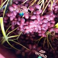 ราคา 1 ต้นอินทผาลัม บาฮี แดง Barhee Barhi เพาะเมล็ด สูง 20-30 ซม (5268987041)