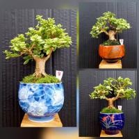 ราคา บอนไซจิ๋ว ต้นเพรมน่าใบด่างขาว ช้อนเงินช้อน(ไทรใบกลม) และอื่น กระถางเซรามิคญี่ปุ่น (7728249511)