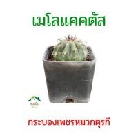 ราคา เมโลแคคตัส หรือ กระบองเพชรหมวกตุรกี (27391783533)