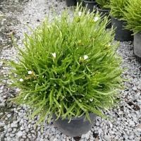 ราคา ต้นริบบิ้นชาลี ดอกสีขาว กระถาง 6 นิ้ว (15414767591)