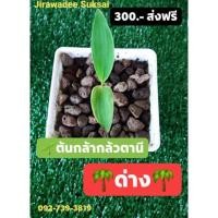 ราคา ต้นกล้ากล้วยตานีด่าง กล้วยด่าง⛔ส่งฟรีไม่ต้องใช้โคช⛔เพาะจากเมล็ดกล้วยตานีด่างเเท้100% ใบด่างชัดตั้งเเต่บเเรก (10367694376)