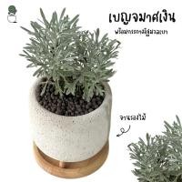 ราคา ต้นเบญจมาศเงิน (Crossostephium) ในกระถาง อิฐมวลเบา +จานรองไม้ ไม้มงคล ต้นสูง 7-10 ซม.วางบนโต๊ะทำงานได้ค่ะ (23441041791)