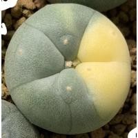ราคา Lophophora Fricii ไม้เมล็ด (4579150426)