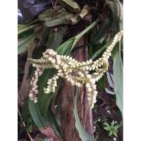 ราคา ต้นเอื้องช้างพราหมณ์ ปลูกติดง่าย พร้อมส่ง 1 ชุดมี 3 เหง้า ชุดละ 100 (10640711003)