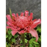 ราคา ต้นดาหลา​ ดอกดาหลา​ หน่อดาหลา​ ให้ดอกสีชมพู​ ตามรูป (25070233989)