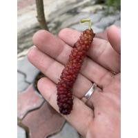 ราคา หม่อน ต้นหม่อน ไต้หวันสตรอเบอรี่ (6356640752)