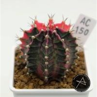 ราคา AC150 / ยิมโนด่างโคนญี่ปุ่น (Gymnocalycium Mihanovichii 'Variegata') ไม้กราฟตัดลงมีรากแล้วครับ (8958299790)