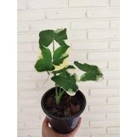 ราคา ว่านถุงเงินถุงทอง ต้นถุงเงินถุงทอง (7251749195)