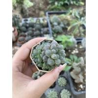 ราคา ฮาโวเทีย หยดน้ำ กอจิ๋ว (3191996531)