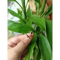 ราคา แหวนโกเมน ขายดีมากทองแท้ (11459582837)