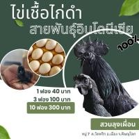 ราคา ไข่ไก่ดำอินโด รับประกันเชื้อ ไข่ไก่ดำ สายพันธุ์อินโดนีเซีย แท้ 100% (28711800868)