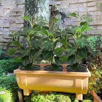 ราคา HAMONY กระถางต้นไม้ กระถางพลาสติก กระถางคอนโด (12510102391)