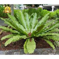 ราคา เฟิร์นข้าหลวง, ไซส์L, เฟิน, ต้นเฟิร์น, ข้าหลวง, เฟิร์นหลังลาย, เฟิร์นข้าหลวง, เฟิร์นข้าหลวงหลังลาย, เฟิร์นรังนก (24174277970)