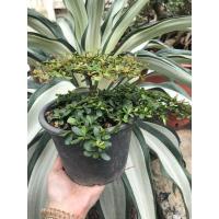 ราคา หูกระจงแคระ(เพาะเมล็ด) (5296871073)