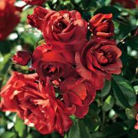 ราคา กุหลาบ Hot cocoa / hot chocolate Rose ดอกสีส้มช้อกโกแลต ดอกพวงดก หอม ทรงพุ่ม (19189959652)