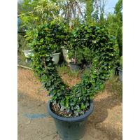 ราคา ต้นชาดัด รูปหัวใจ จำกัดครั้งละ1 ต้น (42323345501)