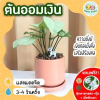 ราคา ต้นออมเงิน พร้อมกระถางเซรามิค 3 นิ้ว (แถมฟรี! เม็ดดินเผา + ปุ๋ย + ตุ๊กตาตกแต่ง) ต้นไม้มงคล ต้นไม้ฟอกอากาศ เสริมดวง (16668565952)