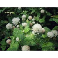 ราคา เมล็ดดอกบานไม่รู้โรยคละสีบานเย็น สีขาว 200 เมล็ด 25 บาท (2737575488)