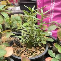 ราคา มะพร้าวทะเลทรายใบกัญชา (Dorstenia hildebrandtii) (26265672210)