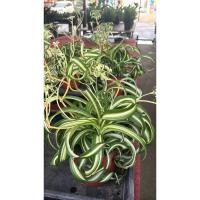 ราคา #ต้นเศรษฐีเรือนใน (Spider Plant หรือ Airplane Plant) หรือชื่อทางวิทยาศาสตร์คือ Chlorophytum comosum แบบกระเช้าแขวน (28438672729)