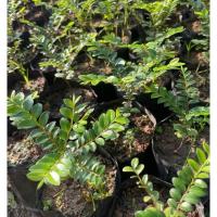 ราคา ต้นล่ำซำ1ต้นประมาณ10-15ซม.ต้นเล็ก เบบี้ไม้มงคลหายากฟอร์มสวย ปลูกเพื่อความเป็นสิริมงคลและล้อมเป็นไม้ล้อมไม้ประดับ. (20785413970)