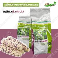 ราคา เมล็ดพันธุ์ข้าวโพด 1กิโลกรัม ข้าวเหนียวม่วงแต้ม(Syngenta) เหนียวม่วงแต้ม เหนียว หวาน นุ่ม อร่อย (16582420364)