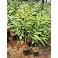 ราคา ​หมอนทองจันทบุรีกับเม็ดทุเรียนป่าถุงเบอร์9จัดโปร100ต้น9, 300บาท (23158795386)