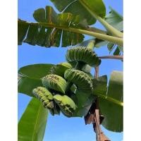 ราคา หน่อยกล้วยเทพพนม​ พันธุํกล้วยมงคล กล้วยหายาก (29164045397)