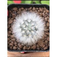 ราคา แมมขนแกะMammillaria bocasana v.multilanata (8402307387)