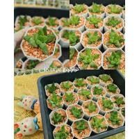 ราคา ฮาโวเทีย haworthia ไม้อวบน้ำ ใบอวบ succulent (3122734314)