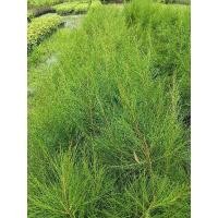 ราคา ต้นสน หรือ สนประดิพัทธ์ ความสูง 30-60 ซม. ขั้นต่ำ 3 ค้น (12496727858)