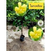 ราคา ต้นโมกเหลือง โมกเหลือง ไม้หายาก ดอกหอม ไม้พุ่ม (27804208881)
