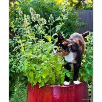 ราคา จุดประเทศไทย ❤ขายส่ง 100 เมล็ด เมล็ดต้นกัญชาแมว ราคาถูก Catnip เมล็ดแคทนิป เมล็ดอวบอ้วน Seeds กัญชาแมว ตำแยแมว สมุนไพร ห (15793659597)