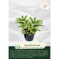 ราคา ต้นสมุนไพรเกล็ดปลาหมอ (20557416713)