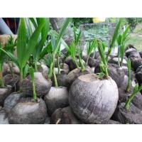 ราคา มะพร้าวงอกหน่อสำหรับคนรักบอนไซ (7379526955)