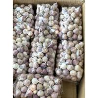 ราคา กระเทียมโทนหัวสดคัดเกรด (43224540876)