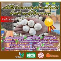 ราคา แป้งเชื้อข้าวหมาก แป้งข้าวหมาก สำหรับเป็นส่วนผสมทำฮอร์โมนพืชต่างๆ ฮอร์โมนแรง รับประกันคุณภาพ ได้ผลดี100% (5320470376)