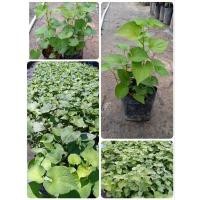 ราคา ต้นพลูคาว มีรสเผ็ดคาว (16592194110)