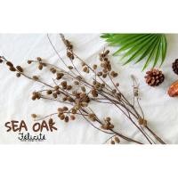 ราคา กิ่งลูกสนทะเล (ดอกไม้แห้ง) (7111359793)