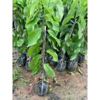 ราคา ต้นน้อยหน่าเพชรปากช่อง (43110743813)