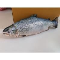 ราคา หมอนพิมพ์ลายปลาแซลมอนเทร้า ขนาด 50ซม หมอนของขวัญ ของฝาก หมอนอาหาร หมอนพิมพ์ลายอาหาร (28703795666)