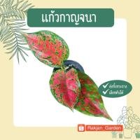 ราคา อัญมณีแดง แก้วกาญจนา อโกลนีมา (Aglaonema) (21819361777)