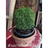 ราคา (ขาย ต้นพันธุ์) ต้นแก้วนำโชคลาภ fadel (13921095134)