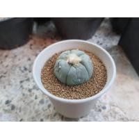 ราคา Lophophora Fricii cactus ไม้เมล็ด (13573541699)