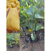 ราคา ต้นขนุนทองประเสริฐ กิ่งทาบ (43422941959)